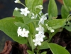 Show product details for Omphalodes verna Alba